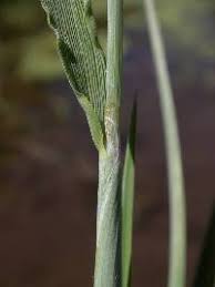 Image result for Sporobolus agrostoides