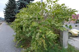 Image result for Fallopia