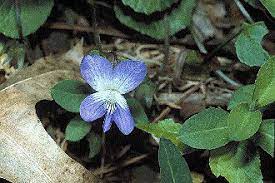 Maybe you would like to learn more about one of these? Wildflowers In The Ozarks Ozark National Scenic Riverways U S National Park Service