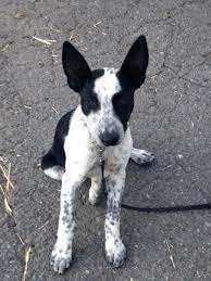 Hanging' tree cowdogs are known for their courage and tenacity and their ability to handle any kind of cattle. Hanging Tree Cow Dog Dogs Spirit Animal Animals