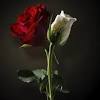 We claim no rights to anything that we post or. Https Encrypted Tbn0 Gstatic Com Images Q Tbn And9gct Gfj6iw3ecmfjuwrc93oko7kd1waj2xxssyaxmd0aj4sentur Usqp Cau