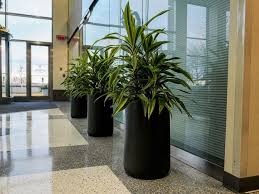 The Benefits of Office Plants