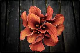 Rust Colored Calla Lily Bouquet Calla Lily Wedding Flowers Calla Lily Bouquet Wedding Calla Lily