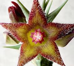 Image result for Tridentea marientalensis