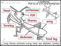 Have students draw and label the … A Praying Mantis Labels By Regina Davis Teachers Pay Teachers