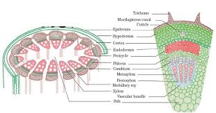 Talk2bio Ground Tissue System Ground Tissue Plant Tissue Tissue