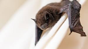 Image result for Bat Bite