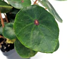 Image result for Begonia elaeagnifolia