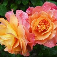 Richard Suchy Obituary (1934