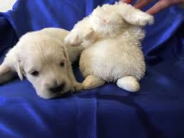 Don't miss what's happening in your neighborhood. Benjamin Irving Golden Retrievers Golden Retrievers La California