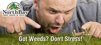 Northbay Tree Weed and Pest