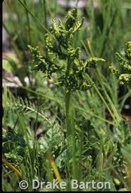 Image result for Botrychium multifidum