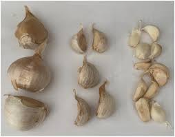 Buy garlic bulbs that are grown from our trusted growers for the best quality and flavor. Effect Of Three Planting Dates On Three Types Of Garlic In Southwest Missouri In Horttechnology Volume 30 Issue 2 2020
