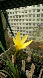 Image result for Eriocaulon abyssinicum