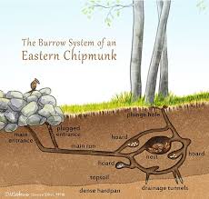 The composition of the liquid, however, made us doubt that list. A Peek Inside A Chipmunk Burrow Chipmunk Burrow Chipmunks Eastern Chipmunk