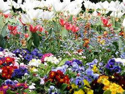 Jardin Minelle Arras Pas De Calais France Jigsaw Puzzle Arras Spring Garden Happy Floral