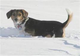 Maybe you would like to learn more about one of these? Raggle Dog Breed Information And Pictures