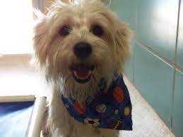 Urgent 1 Year Old Male Silky Terrier Mix - Tampa Florida In Need Of A Rescue Or Home Asap Rescue Puppies Silky Terrier Animals