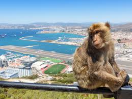 The monkeys of gibraltar are famous for their openness to human interaction and for their unique status as the only population of wild monkeys in europe. Gibraltar Monkey Monkeys Airport Runway And Victoria Stadium In Background Gibraltar Info