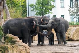 Leipzig zoo was the first euro­pean zoo that had giant otters (pteronura brasilien­sis) on dis­play, in 1882. Zoo Leipzig Leipziger Zoo Trauert Um Elefanten Sachsische De