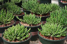 Image result for Euphorbia ramulosa