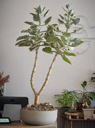 Image result for Elephantorrhiza elephantina