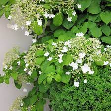 Die kletterhortensie (hydrangea petiolaris) gehört zur familie der hortensiengewächse (hydrangeaceae) und ist eng verwandt mit der gartenhortensie (hydrangea macrophylla). Kletterhortensie Hydrangea Petiolaris Interessante Winterharte Kletterpflanze Starkwuchsig Native Plants