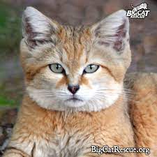 Sand Cat Facts Photos Videos Sounds And News Sand Cat Beautiful Cats Pictures Cat Facts