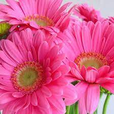 Pink Flowers Daisy Flower Pictures Pink Flowers Beautiful Flowers