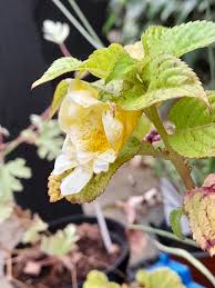 Image result for Dasylepis racemosa