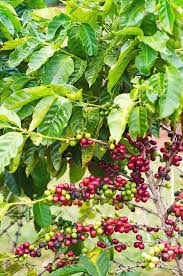 List of different types of coffee trees. Coffee Tree Coffea Arabica Berries By Nnehring