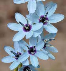 Ixia Plant How To Grow Corn Lily African Iris Unusual Flowers Flower Seeds Chrysanthemum Flower Seeds