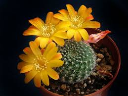 Type / category:cactus and succulents. Rebutia Marsoneri Krainz Crown Cactus World Of Succulents