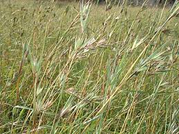Image result for Themeda