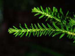 Image result for Huperzia gnidioides