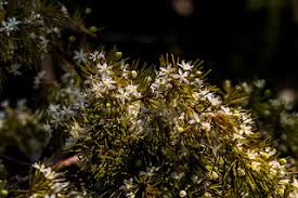 Image result for Kohautia confusa