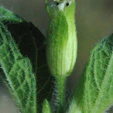 Image result for Blainvillea gayana