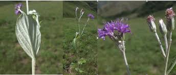 Image result for Vernonia oligocephala