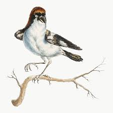 Bird On Tree Branch Png 