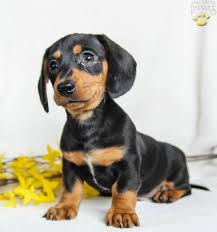 Can be short & smooth, longhaired, or wirehaired shedding: Toby Dachshund Mini Puppy For Sale In Dalmatia Pa Happy Valentines Day Happyvalentinesday2016i