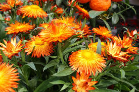 Strohblume Orange Sommerblume Fur Den Garten Und Als Herbstdekoration Trockenblume Foto Birgit Puck Sommerblumen Pflanzen Herbst Dekoration
