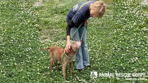 Animal Rescue Corps added a new photo.