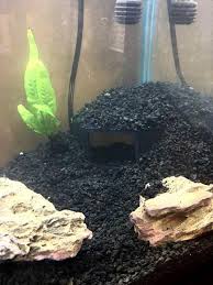Fish Aquarium Cave Hide With Viewing Window Etsy In 2020 Aquarium Fish Aquarium Oscar Fish