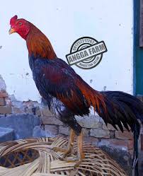 Ayam Magon Tulang Mewah Ayam Ternak Ayam