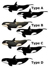 Killer Whale Wikipedia