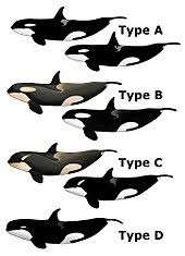 killer whale wikipedia