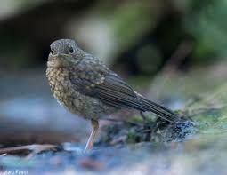 Des Conseils Pour Identifier Les Passereaux Juveniles En Ete Ornithomedia Com Passereaux Photos De Jeunes Bruxelles Belgique