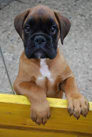 Beautiful boxer puppies for sale, looking for their forever home. Baby Boxer Puppies Cheap Online