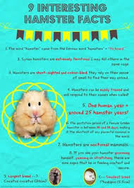Hamsters are seen as harmless little guys who enjoy the occasional. Pin On Cassisi Pets