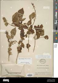 Image result for Vitex strickeri